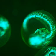 Zebrafish Embryo Fluorescence